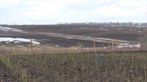 Planting of plum rootstock Stock Footage 111708443