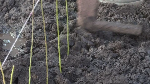 Planting of plum rootstock Stock Footage 111708484