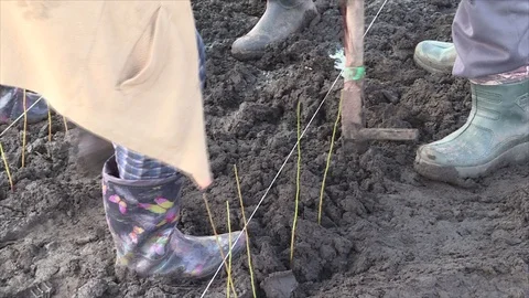 Planting of plum rootstock Stock Footage 111708500