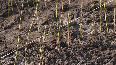 Planting of plum rootstock Stock Footage 111709455