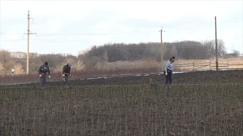 Planting of plum rootstock Stock Footage 111709493