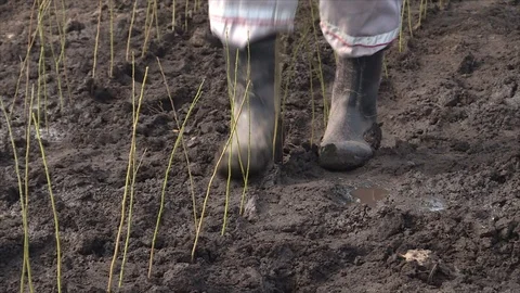 Planting of plum rootstock Stock Footage 111709516