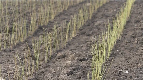 Planting of plum rootstock Stock Footage 111709871