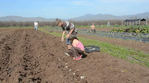 Planting potatoes on the farm Video stock 1089571