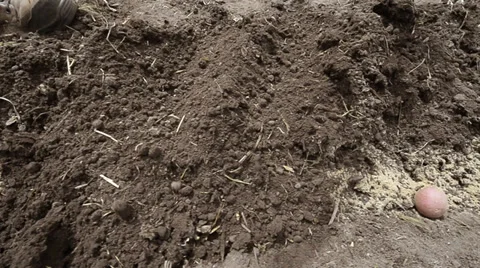 Planting potatoes Stock Footage 31744735