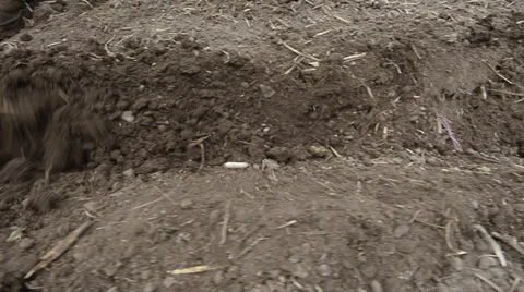 Planting potatoes Stock Footage 31745011