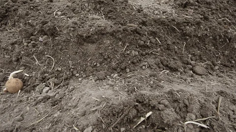 Planting potatoes Stock Footage 31745258