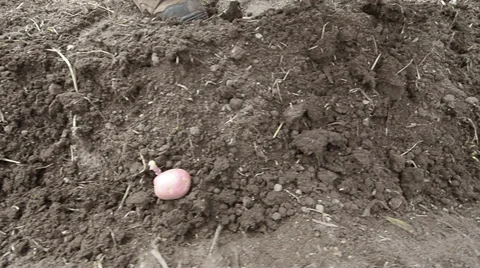 Planting potatoes Stock Footage 31745304