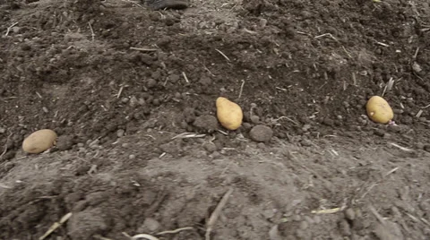 Planting potatoes Stock Footage 31745315