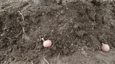 Planting potatoes Stock Footage 31745332