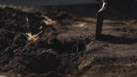 Planting potatoes Stock Footage 141767596