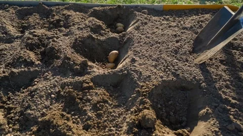 Planting potatoes in a garden bed close-up Stock-Footage 342811502