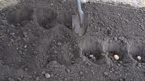 Planting potatoes on a garden plot Stock Footage 240663967