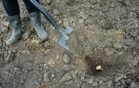 Planting potatoes in the ground and burying them with a shovel. Copy space. SDOF Stock Photos