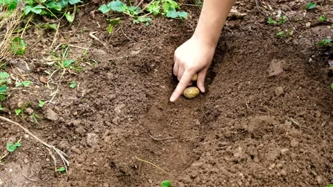 Planting potatoes manually Stock Footage 142375596