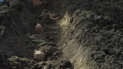 Planting potatoes manually in furrow rows. Stock Footage 133006273