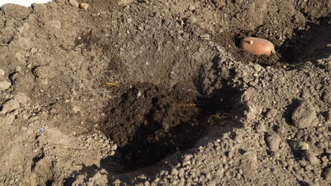 Planting potatoes into the soil. Video stock 90322244