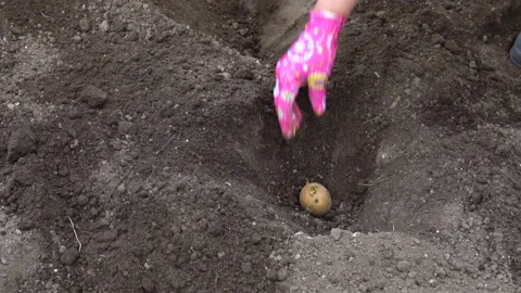Planting potatoes into the soil. Stock-Footage 90440996