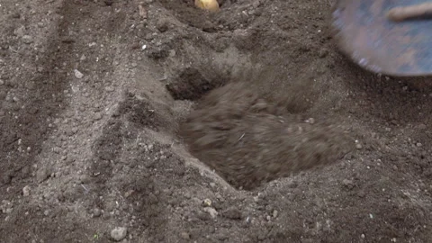 Planting potatoes into the soil. Stock Footage 90441368