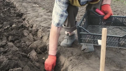 Planting potatoes in a soil Stock Footage 191555296