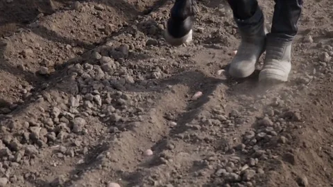 Planting potatoes using a horse Stock Footage 76078880