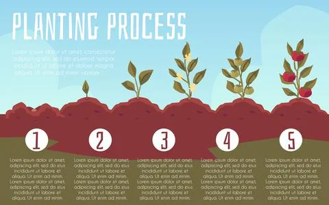 Planting process or growth cycle of tomato plant, flat vector illustration. Stock Illustration