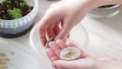 Planting process . Women's hands put peat pellets in a jar. Home farming. Stock Footage 169755729