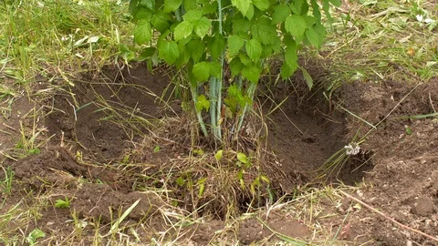 Planting of the raspberry tree in UHD Stock Footage 114786966