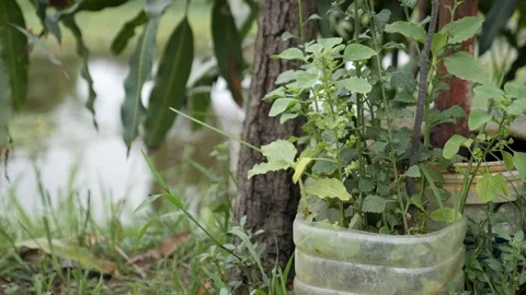 Planting in the recycle plastic bottle  動画素材 243420515