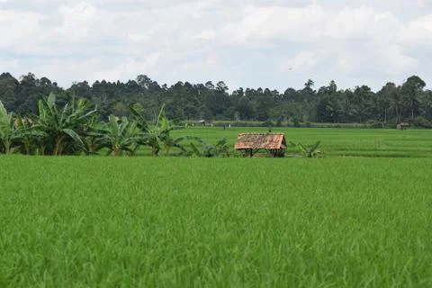 Planting rice fields Stock Photos