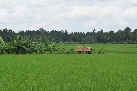 Planting rice fields Stock Photos