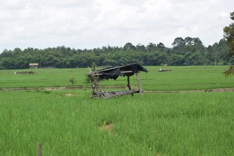 Planting rice fields Stock Photos