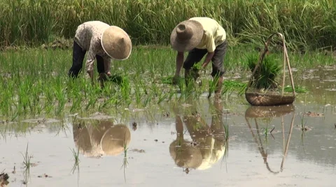 Planting rice fields reflection, China, Asia Stock Footage 5295134
