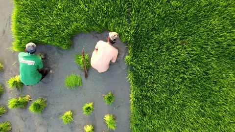 Planting rice Stock Footage 143887694