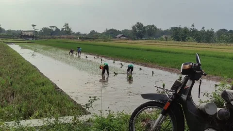 Planting rice Stock Footage 221377990