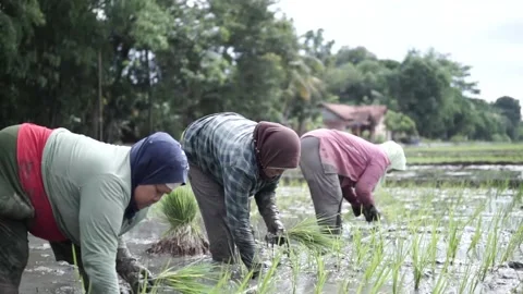 Planting rice 스톡 동영상 226125835