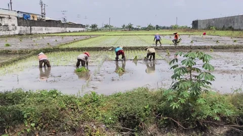 Planting Rice Stock Footage 276221799