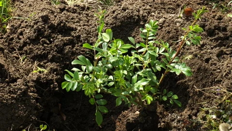 Planting a rose 스톡 동영상 178100979