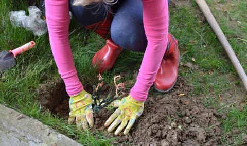 Planting a Rose in spring Stock Photos