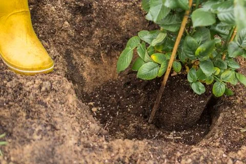 Planting a rose in spring Stock Photos