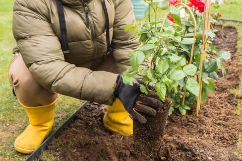  Planting a rose in spring Stock Photos