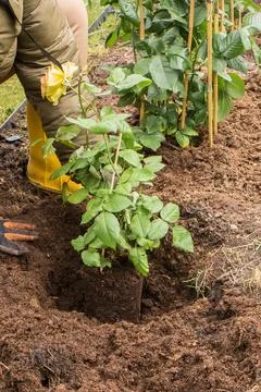  Planting a rose in spring Stock Photos