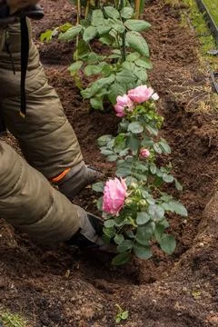  Planting a rose in spring Stock Photos