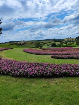 Planting roses in open fields Stock Photos