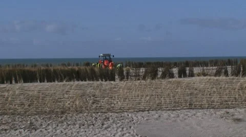 Planting rows of Marram Grass or Helm between wind screens on a sand dune Видео 47659767