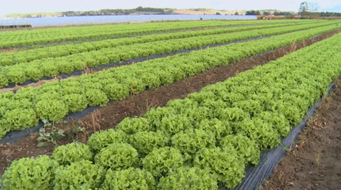 Planting salads 1 Stock Footage 24693176