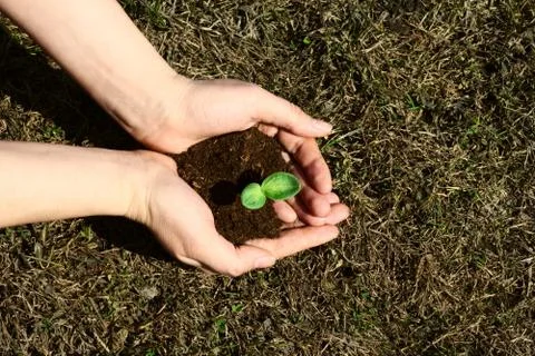 Planting a sapling 스톡 사진