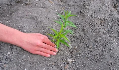 Planting saplings. Foto stock