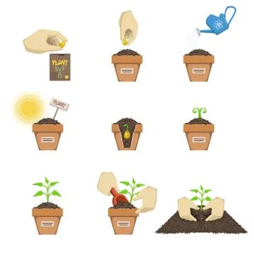 Planting The Seed Sequence Illustrazione stock