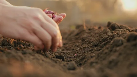 Planting seeding onions in organic vegetable garden Vidéo 123760230